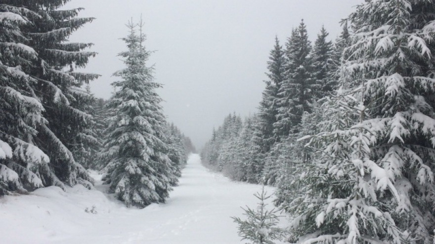 Winterzauber im Wald in Braunlage Winter in Braunlage